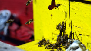 Директни и индиректни възможности за подпомагане на пчеларите