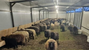 Овцевъд: Пазарите са спасението на животновъда, а не субсидиите - Снимка 2