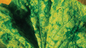 Обикновена краставична мозайка - Cucumber mosaic virus (CMV), група Cucumovirus