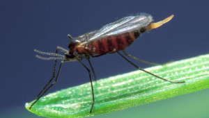 Житните мухи - икономически важни неприятели по пшеницата