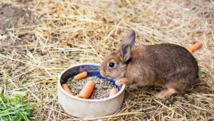 Кои са най-често срещащите се грешки при храненето на зайците?