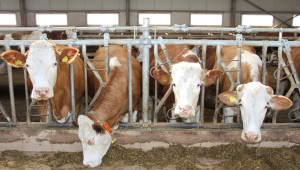 Предложение: Да се увеличи директно продаденото краве мляко за изхранване на животните