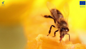 Субсидии за естествено опрашване и подпомагане на стопанство - някои от новостите за пчеларите