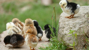 Една от най-модерните птицеферми в Гърция храни пилетата с ароматни билки