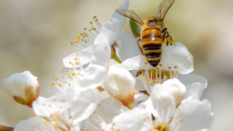Пчеларството в Китай - мащаби и прогнози за развитие