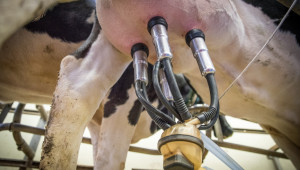 Стопани: Изкупната цена на суровото краве мляко варира от 0,75 до 1 лв./л без ДДС