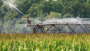 Инвестиционни предложения: 2 000 кг/дка царевица планира кооперация в Силистренско