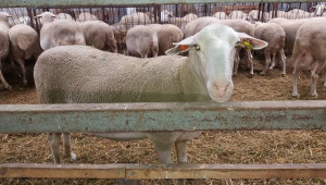 Предпразнично: Поне 12 лв. /кг живо тегло искат овцевъдите за агнетата по Великден