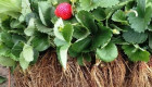 Продавам елитен разсад ягоди и малини - Снимка 3