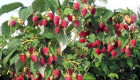 Продавам елитен разсад ягоди и малини - Снимка 6