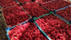 Продавам елитен разсад ягоди и малини - Снимка 7