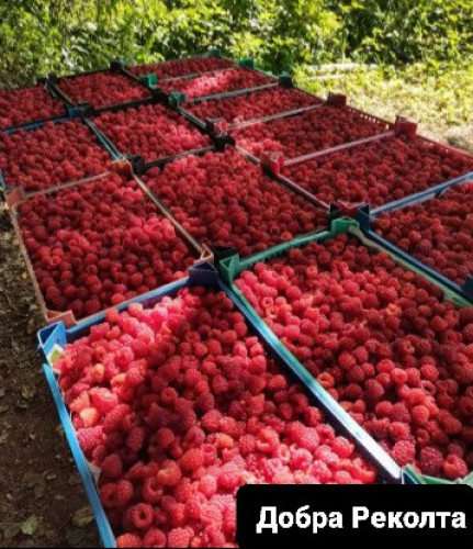 Продавам елитен разсад ягоди и малини - Снимка 7
