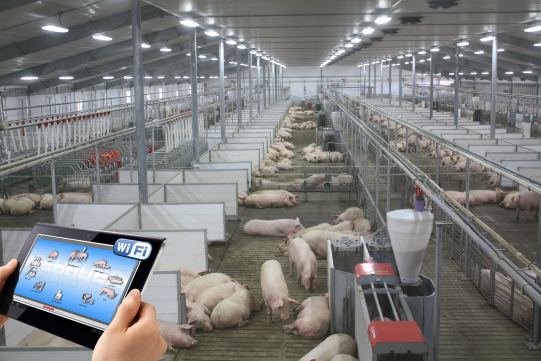 Иновативна технология изхранва до 80 свине-майки електронно и икономично 