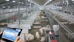 Иновативна технология изхранва до 80 свине-майки електронно и икономично 