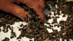 С 80 хил. лева се компенсират стопаните за унищожени животни и пчелни семейства