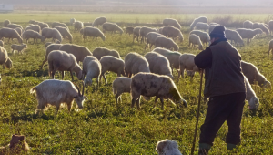 Овцевъд: 10% ръст в новата цена на млякото, а разходите са в пъти повече - Agri.bg
