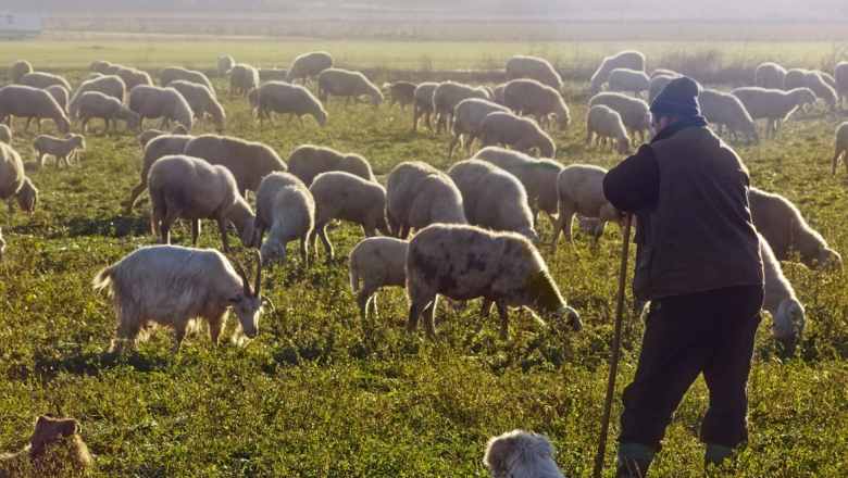 Овцевъд: 10% ръст в новата цена на млякото, а разходите са в пъти повече