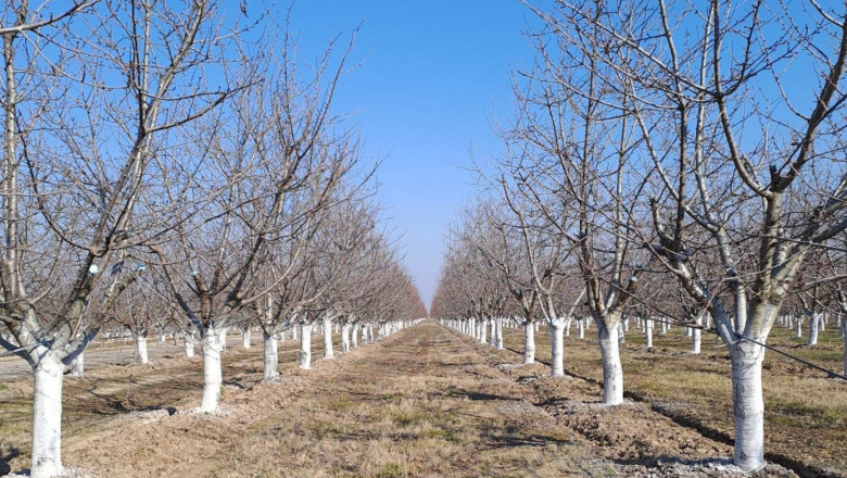Овощари: Студът пощади плодните дървета засега, но сушата не прощава
