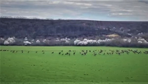 Стада с благородни елени съсипват земеделски ниви у нас - Agri.bg