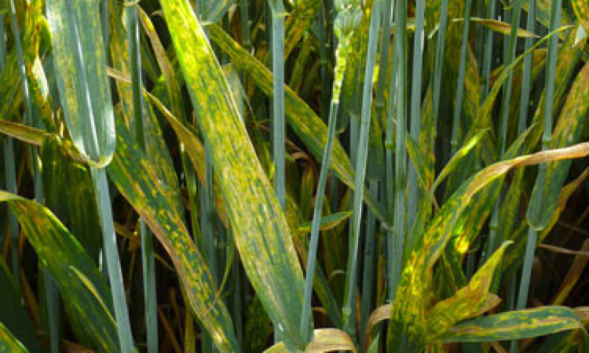 Фузариозата по пшеницата може да доведе до над 30% загуба на добив и високо ниво на микотоксини в зърното