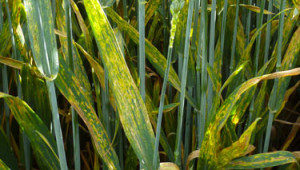 Фузариозата по пшеницата може да доведе до над 30% загуба на добив и високо ниво на микотоксини в зърното - Agri.bg