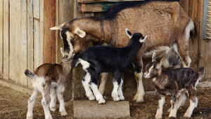 Ще заменят ли млечните кози кравите в името на климата? - Agri.bg