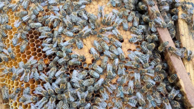 Пчелари градят параклис и живеят в хармония със земеделците