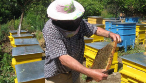 Внучка на пчелари: Ако толкова се нуждаехме от хапчета, те щяха да растат по дърветата - Снимка 5