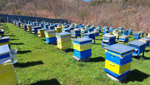 Професия пчелар: Мервин Ведатов за избора да гледаш пчели - Снимка 3