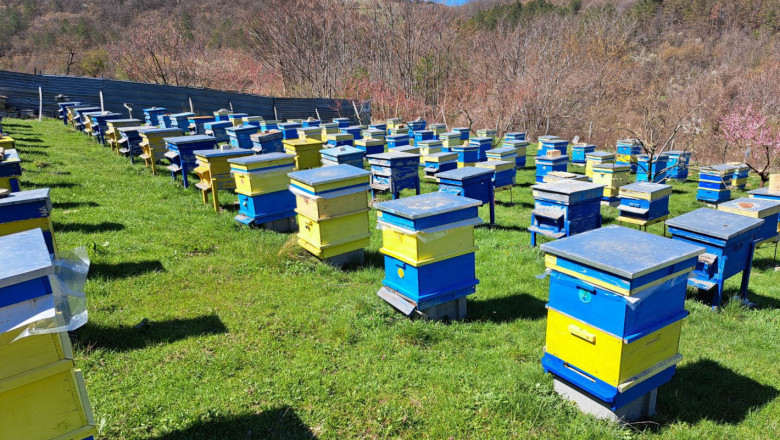 Професия пчелар: Мервин Ведатов за избора да гледаш пчели