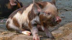 Великден идва, цените на свинското в Сърбия летят нагоре