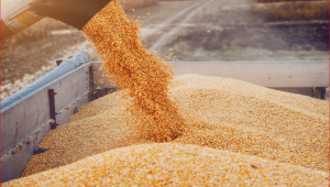 Цените на зърното под натиск на евтиния внос от Черноморския регион