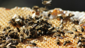 Експерт призова за задължително тестване на европейския мед - Agri.bg