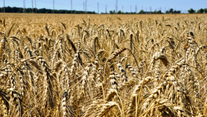 България обмисля също да забрани вноса на зърно от Украйна (обновена) - Agri.bg