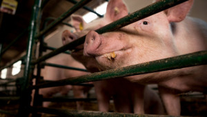 Свинекомплекс увеличава капацитета си за свине майки, подрастващи и прасета за разплод - Agri.bg
