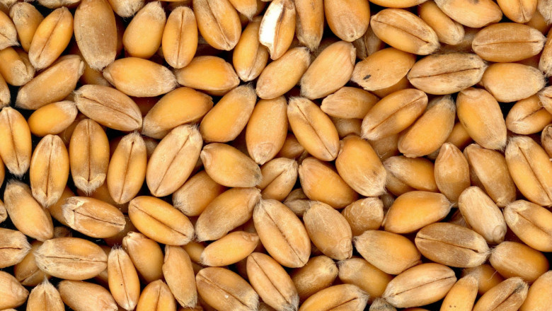 Турция въведе 130% мито върху вноса на пшеница и царевица