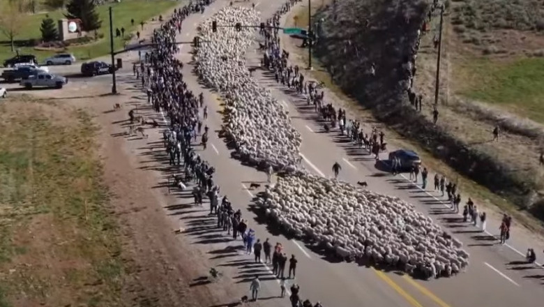 Стадо от 2500 овце събра стотици зяпачи на магистрала в Айдахо
