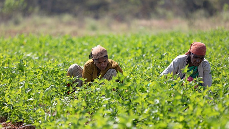 Италия търси 100 000 селскостопански работници