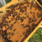 Рамки с пило и пчели - Агро Работа