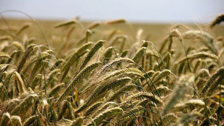 Цените на пшеницата за юли паднаха до ново дъно