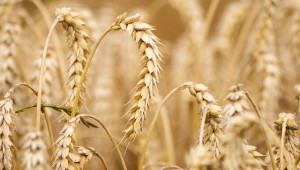 Вносът на пшеница, царевица, рапица и слънчоглед от Украйна е стопиран (обновена)