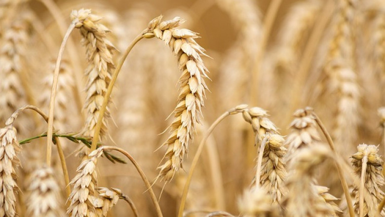 Вносът на пшеница, царевица, рапица и слънчоглед от Украйна е стопиран (обновена)