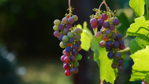 2022 г. за топ 10 производителите на вино в Европа - по-високи цени, по-малки количества - Agri.bg