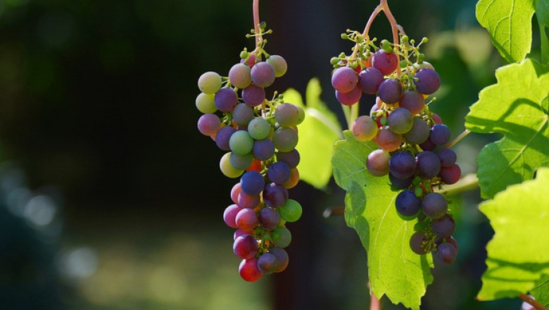 2022 г. за топ 10 производителите на вино в Европа - по-високи цени, по-малки количества