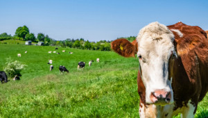 Комисията по земеделие в Европарламента застана на страната на животновъдите