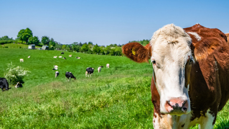 Комисията по земеделие в Европарламента застана на страната на животновъдите