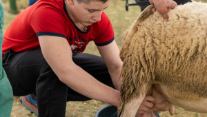 166-килограмовият Коци е най-тежкият коч на XI събор на овцевъдите - Снимка 3
