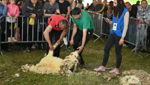 166-килограмовият Коци е най-тежкият коч на XI събор на овцевъдите - Снимка 4