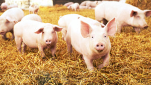 Свиневъдите очакват до края на юни да се нотифицира помощта за хуманното отношение 