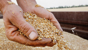 Полша реши как да се справи с украинското зърно - Agri.bg